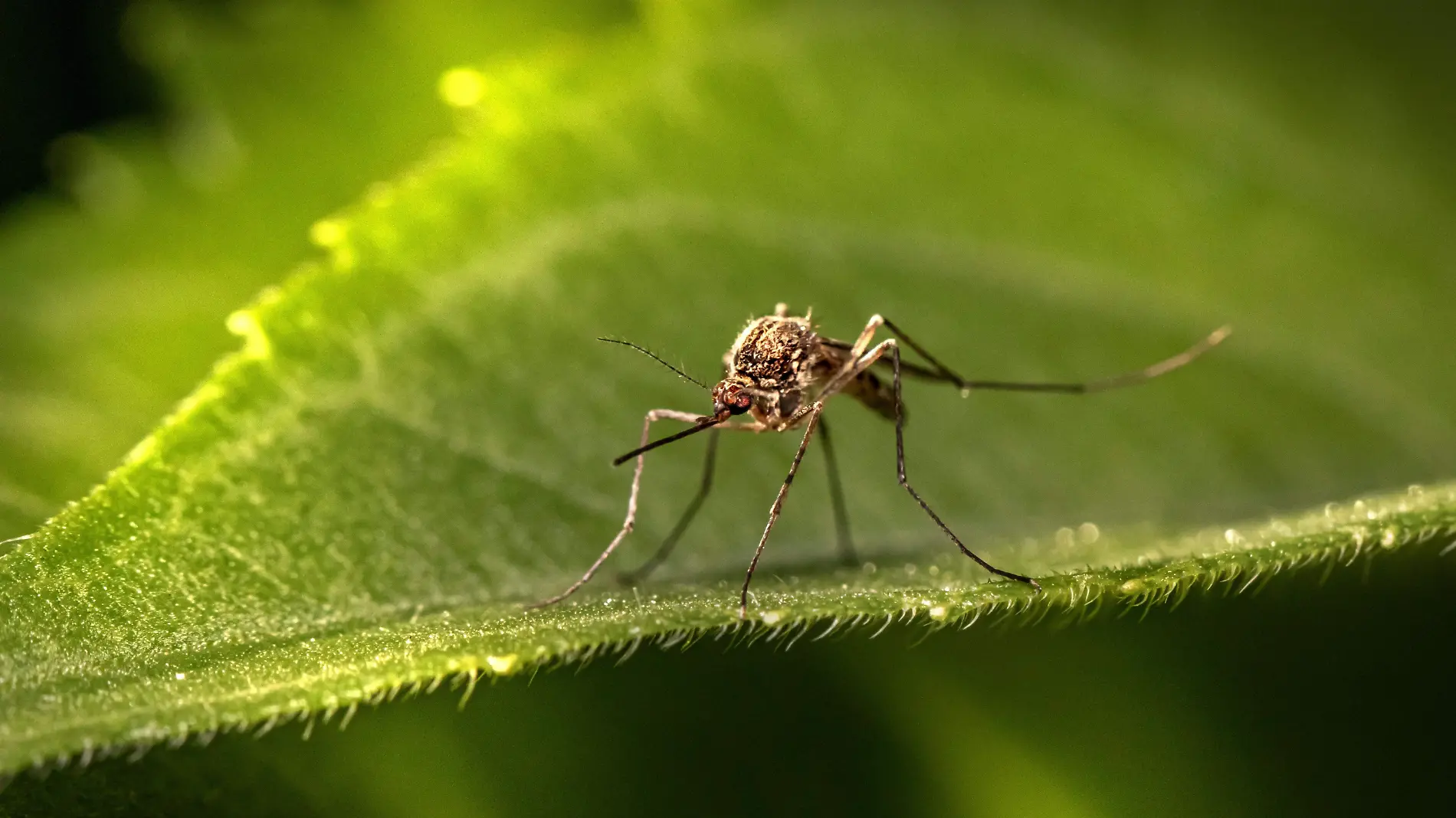 Mosquito Unsplash